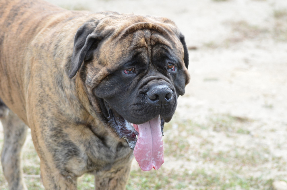 Cane Corso – ištikimas ir stiprus šeimos sargas