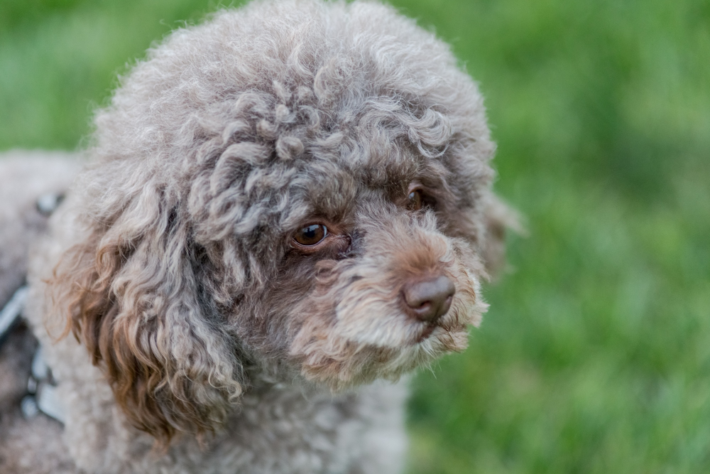 Lagotto Romagnolo – šuo, kuris ieško triufelių ir draugystės