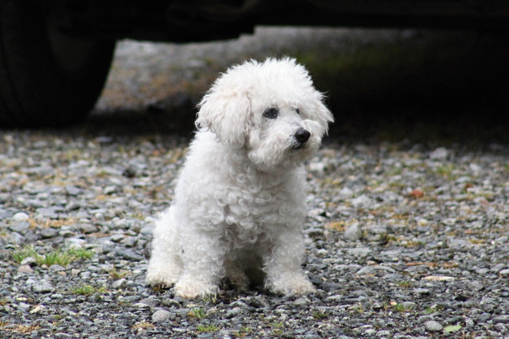 Garbanotasis bišonas – švelnus mažylis su dideliu charakteriu