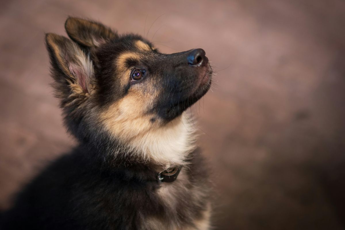 Gražiausi šunų vardai – įkvėpimas augintinio pasirinkimui