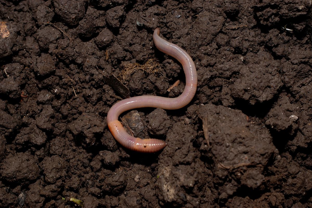 Ką reiškia sapnuoti kirminus – ne tik baisu, bet ir reikšminga