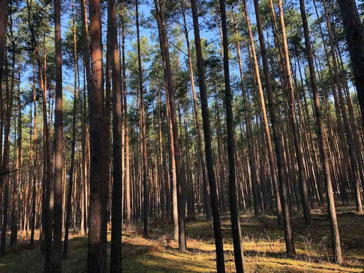 Kaip nauji 2026 m. kirtimo ribojimai keis miškų naudojimą Lietuvoje?