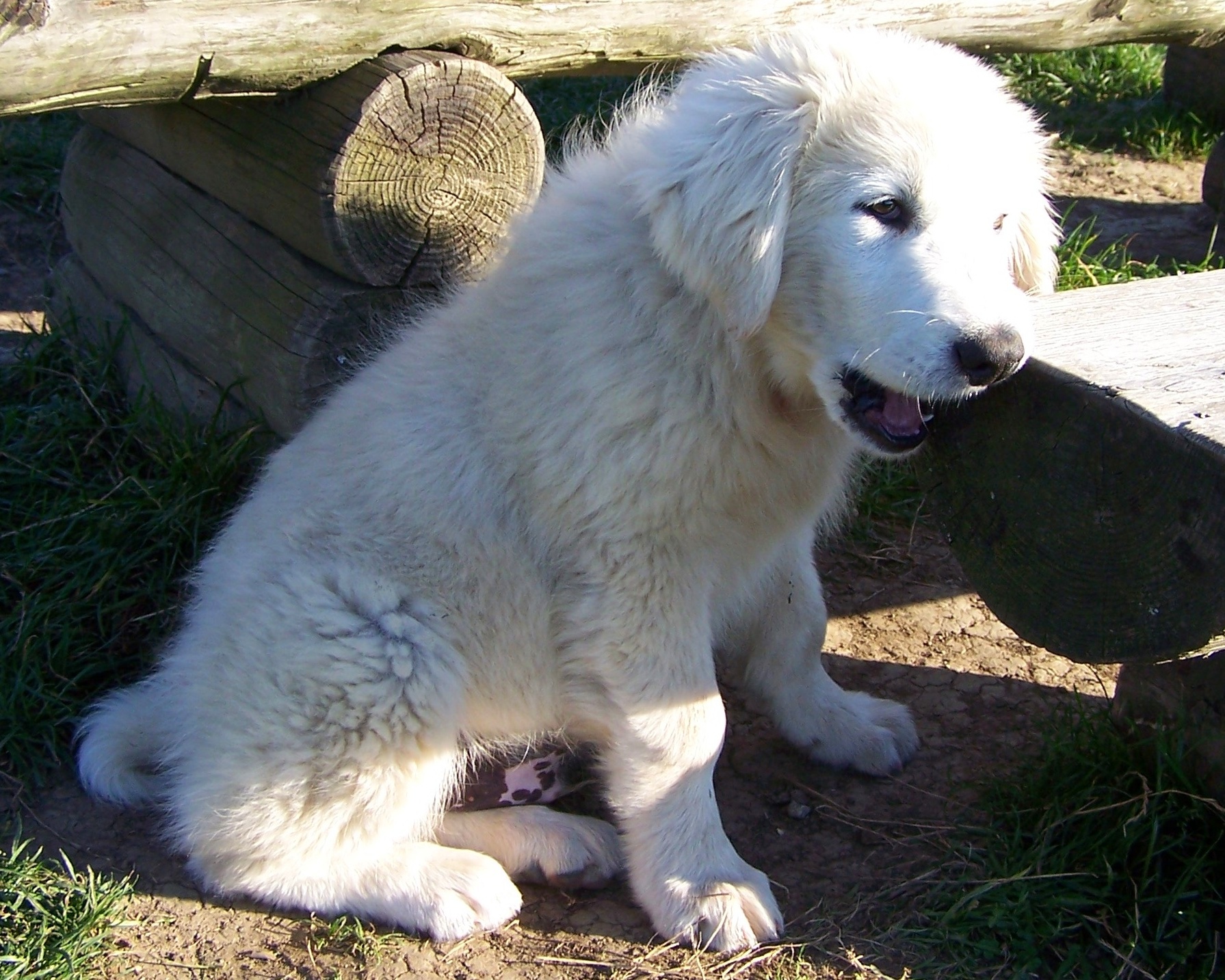 Podhalės aviganis – kalnų ramybės ir ištikimybės simbolis